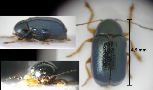 Réf. 185 796 : Cryptocephalus nitidus
